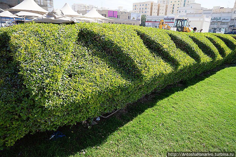 Зубчики, выстреженные на кустах. Зубчики, выстреженные на кустах.