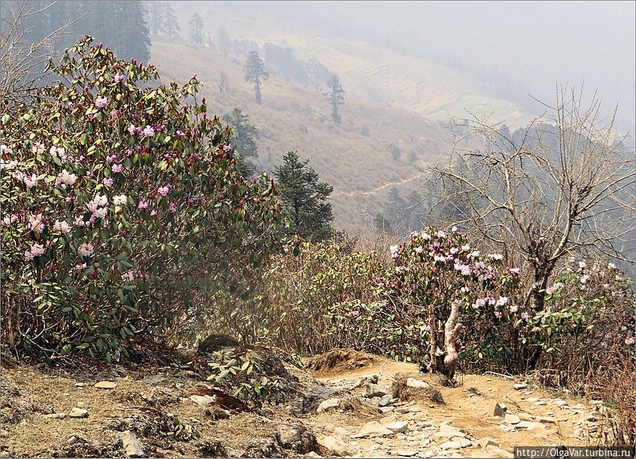 Краски непальской весны Непал
