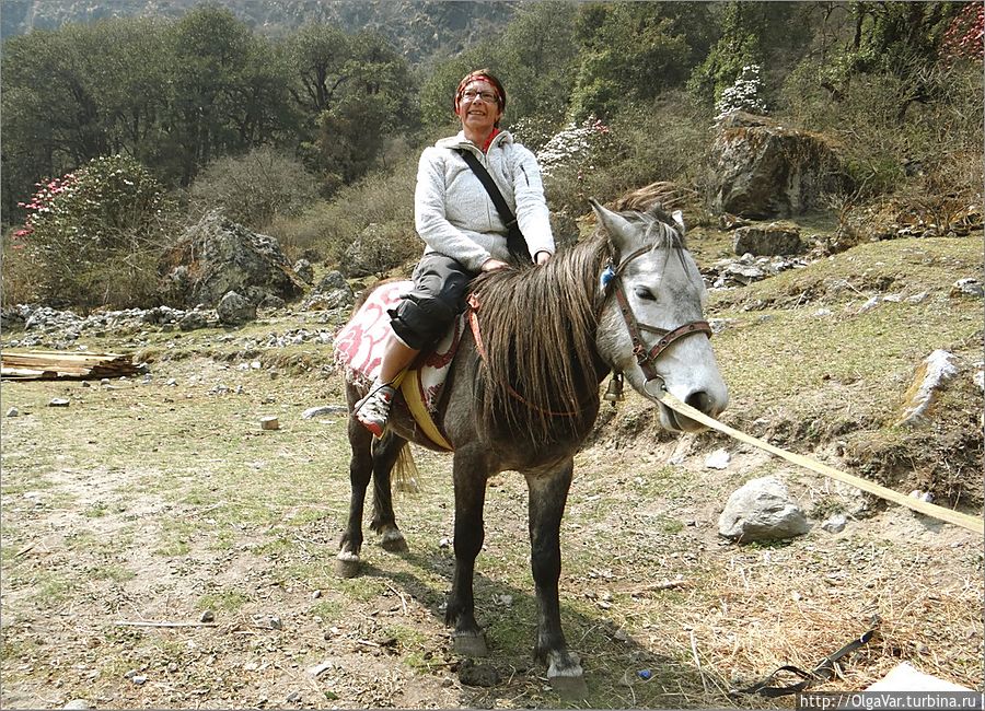 Коня держат на привязи, чтобы в горы меня не унес... Лангтанг, Непал