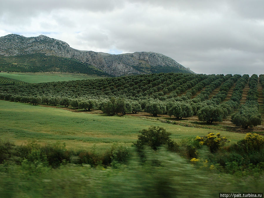 Дорога в Ронду Андалусия, Испания Дорога в Ронду Андалусия, Испания