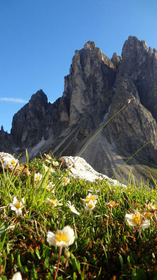 Альпийские ромашки — самые счастливые ромашки в мире! Мизурина, Италия