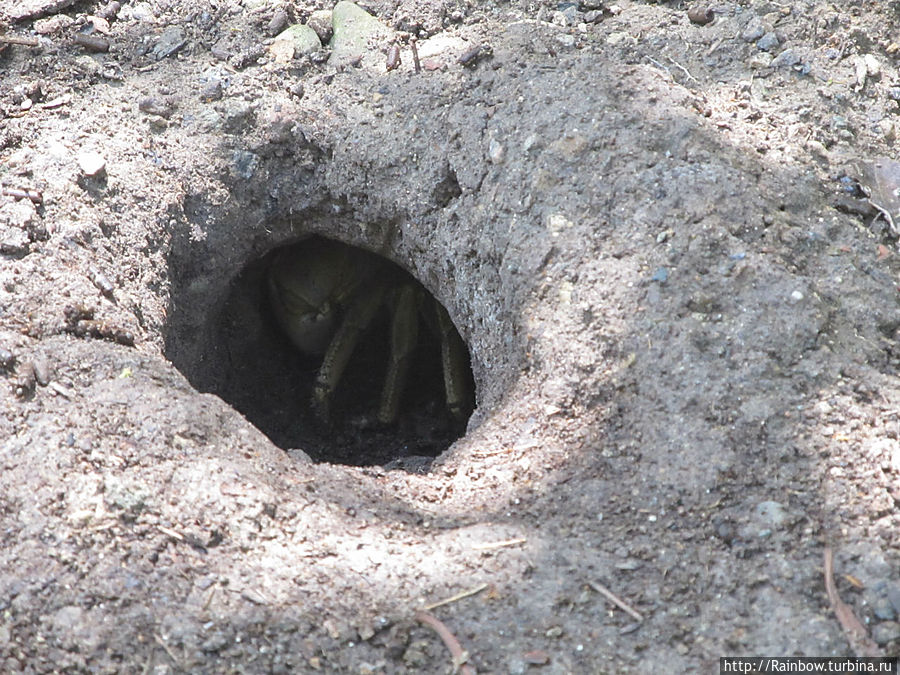 Все виды живности Кабо-Рохо, Пуэрто-Рико Все виды живности Кабо-Рохо, Пуэрто-Рико