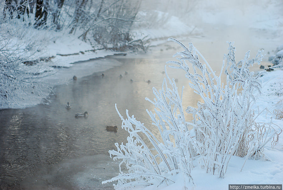Сказочный куст) Сказочный куст)