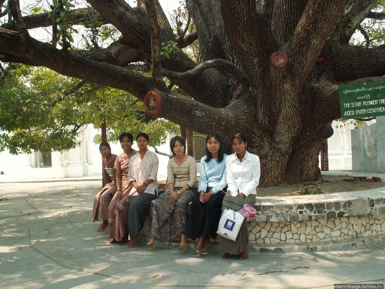 Дерево Будды Мандалай, Мьянма