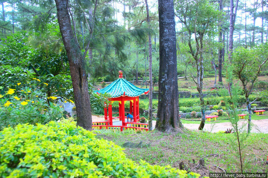 Китайская area в Ботаническом саду. Багио, Филиппины