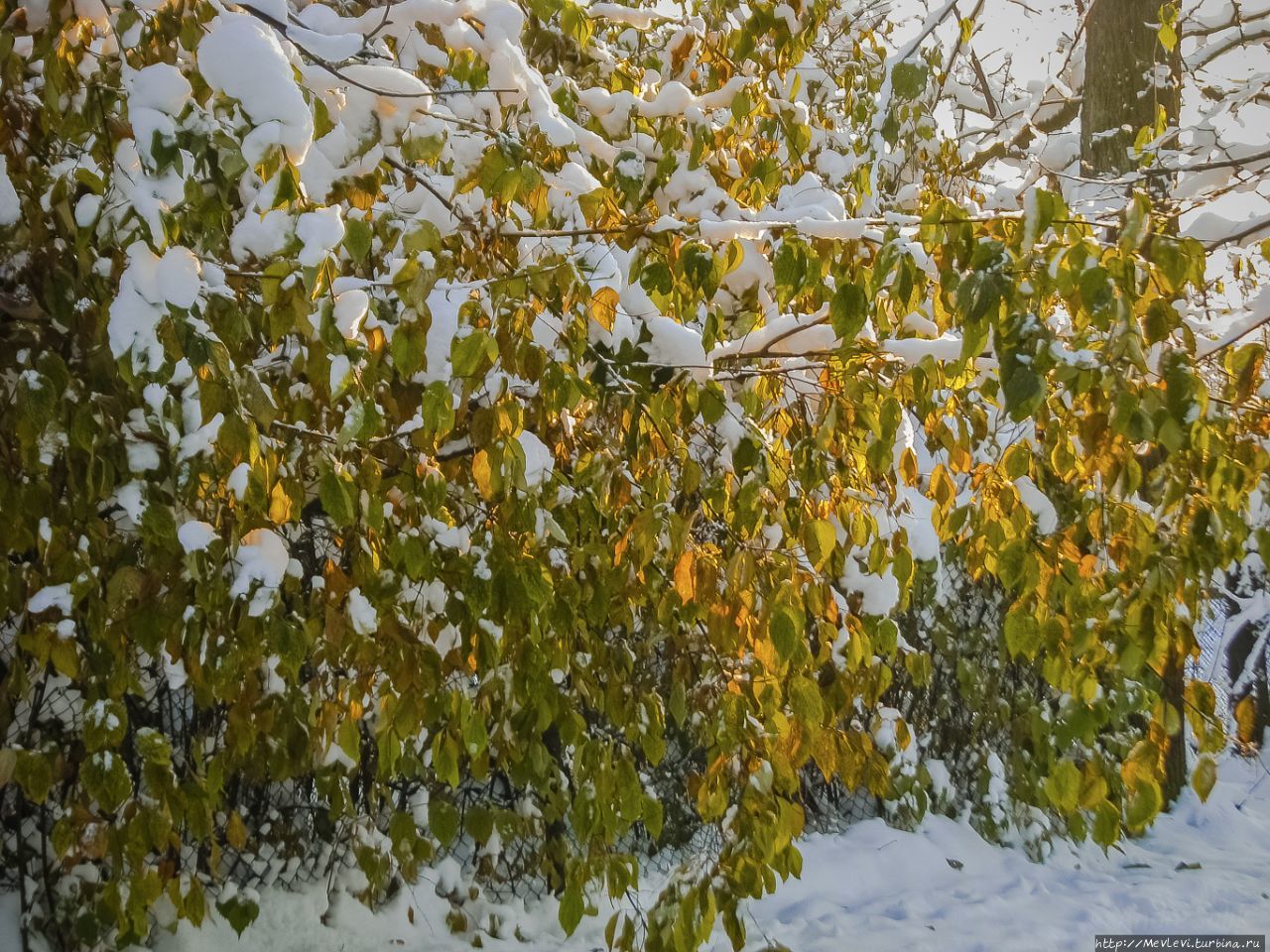 Мягкая зима Рига, Латвия