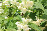 Если вы попадёте в период цветения жасмина (чубушника), то впечатления будут ассоциироваться с упоительным его запахом.  Роскошный куст просто хочется обнять!