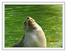 Гренландский тюлень.Он водитсья у побережья Лобрадора,Ньюфаундленда,и в заливе Святого Лаврентия.Кушает рыбу и ракообразных,и сам иногда становица обедом для белого медведя