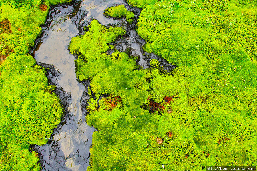 Мшистые, мохнатые и моховые... Земля Франца-Иосифа архипелаг, Россия Мшистые, мохнатые и моховые... Земля Франца-Иосифа архипелаг, Россия