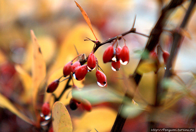 Плачет Осень в парке Штутгарт, Германия Плачет Осень в парке Штутгарт, Германия
