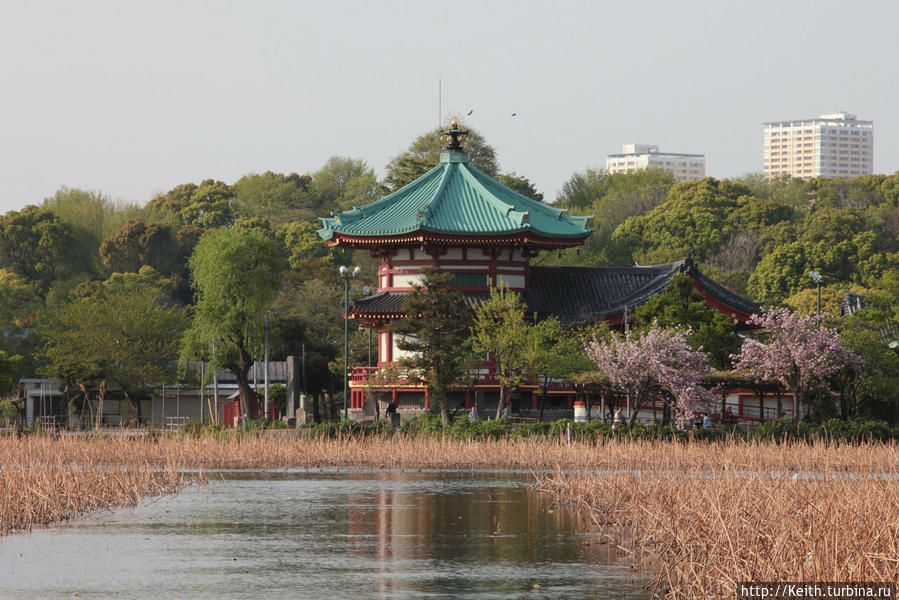 Shinobazu Pond Токио, Япония
