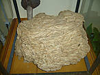 Это гнездо европейского шершня принесли в музей местные дачники, обнаружившие его в своем загородном доме