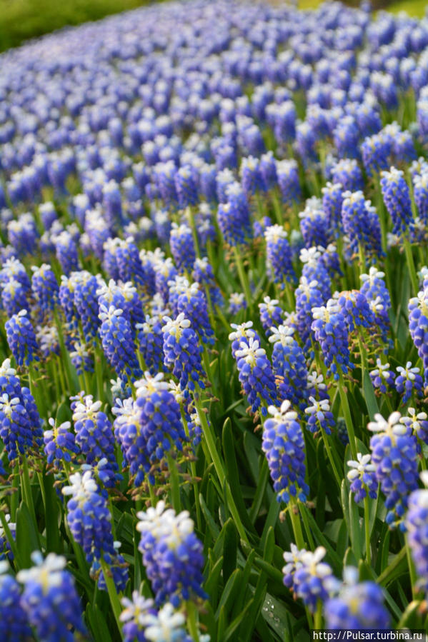 Королевский парк цветов  Кёкенхоф Кёкенхоф, Нидерланды