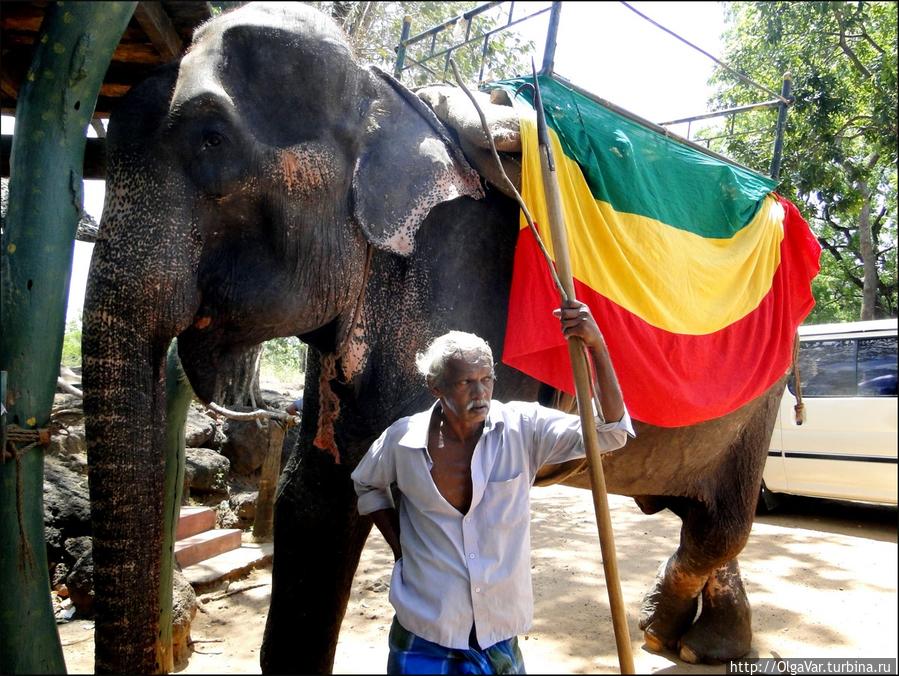 Погонщик слона был угрюм и мало улыбался Полоннарува, Шри-Ланка