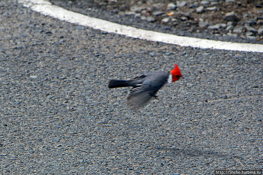 но на асфальте как-то не природно все выглядит, и птичка по нашей просьбе перелетела... но на асфальте как-то не природно все выглядит, и птичка по нашей просьбе перелетела...