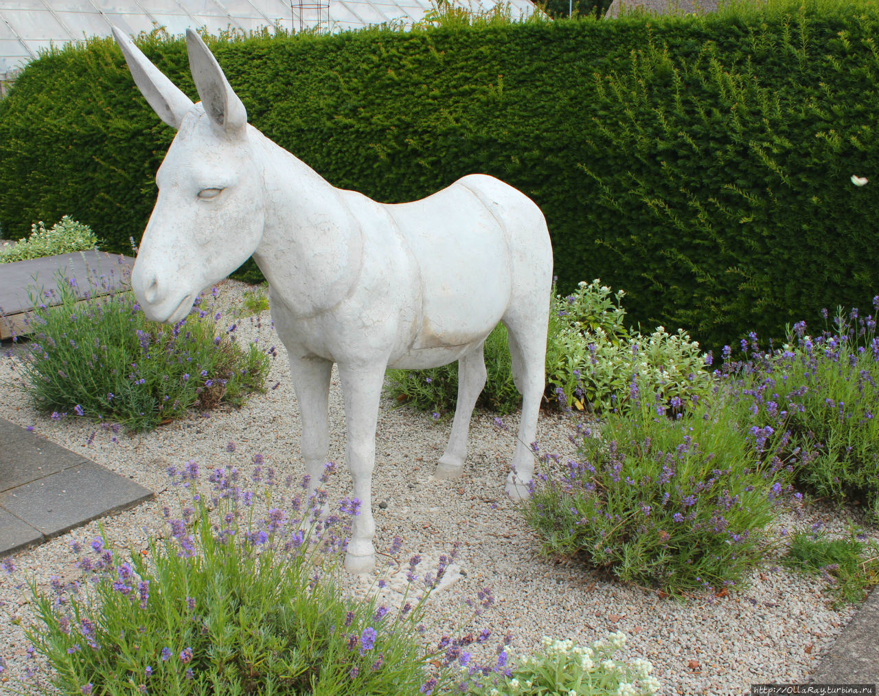 Белый ослик очень украсил огородик. Хельсингборг, Швеция