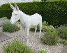 Белый ослик очень украсил огородик.