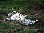 Что тебе снится, белый наш тигр?