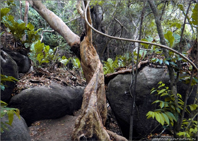 Джунгли прекрасны тем, что в них можно потеряться... Тайрона Национальный Парк, Колумбия