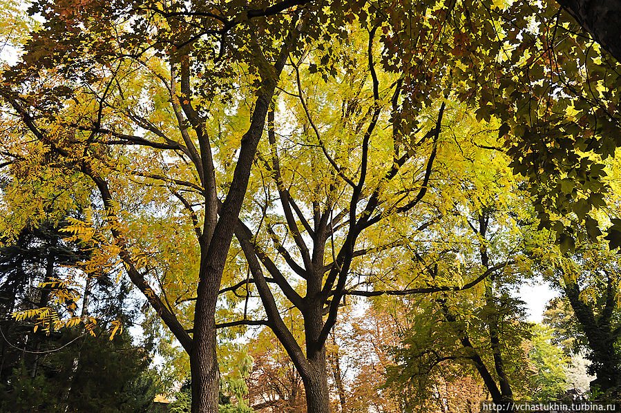 Гигантская акация в Пражском зоопарке. Гигантская акация в Пражском зоопарке.