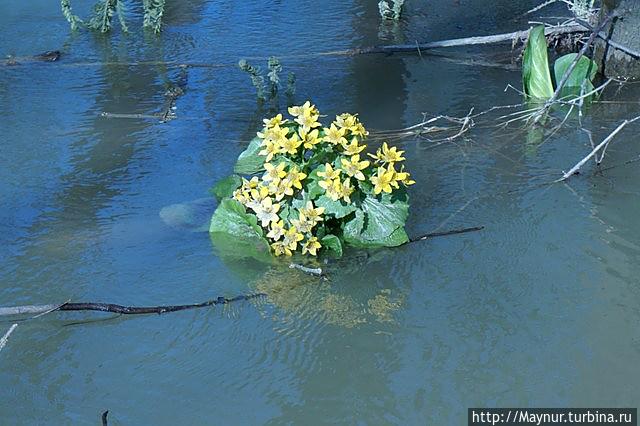 Макушка лета. Разнотравье, разноцветье Южно-Сахалинск, Россия Макушка лета. Разнотравье, разноцветье Южно-Сахалинск, Россия
