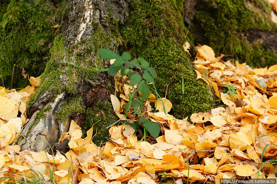 Штутгарт. Монте Шербелино — гора обломков Штутгарт, Германия Штутгарт. Монте Шербелино — гора обломков Штутгарт, Германия