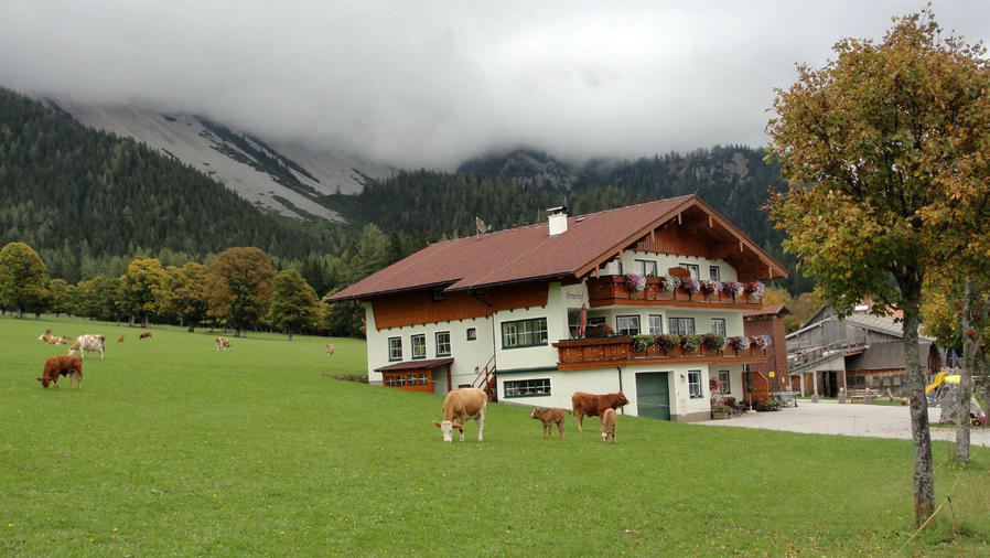 Практически каждый владелец подобных маленьких гостиниц попутно фермер. Здесь это норма вещей. Задний двор почти каждой гостиницы — пастбище.
Уже представляю, как в Питере напротив Астории не туристы пасуться возле Исакия, а буренки на фоне ЗАГСа и мычат. Рамзау-ам-Дахштайн, Австрия