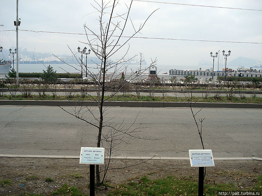 Деревья дружбы у Штаба флота. Когда они еще вырастут? Деревья дружбы у Штаба флота. Когда они еще вырастут?