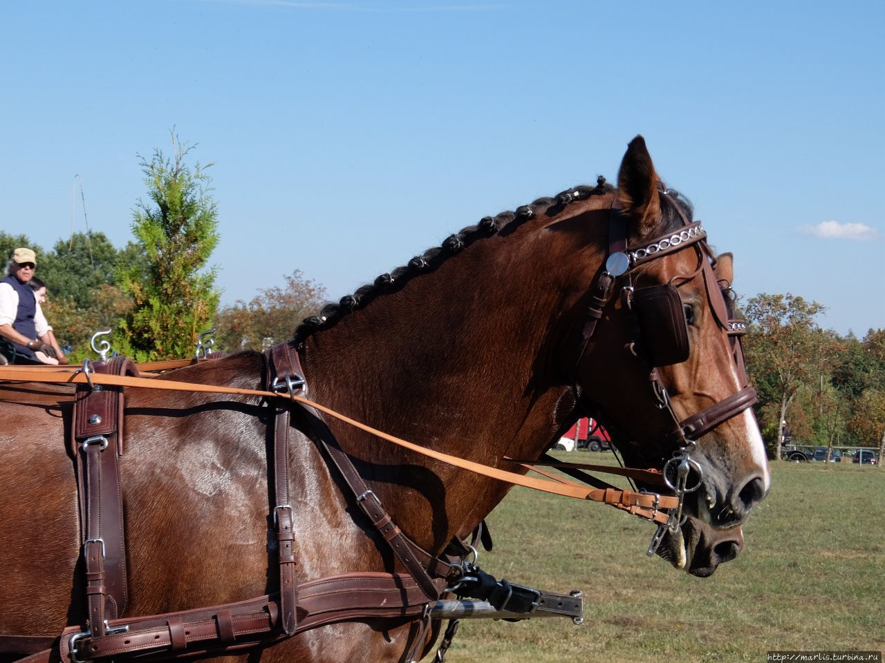 Баба з возу — кобыле легше Фишбах, Германия Баба з возу — кобыле легше Фишбах, Германия