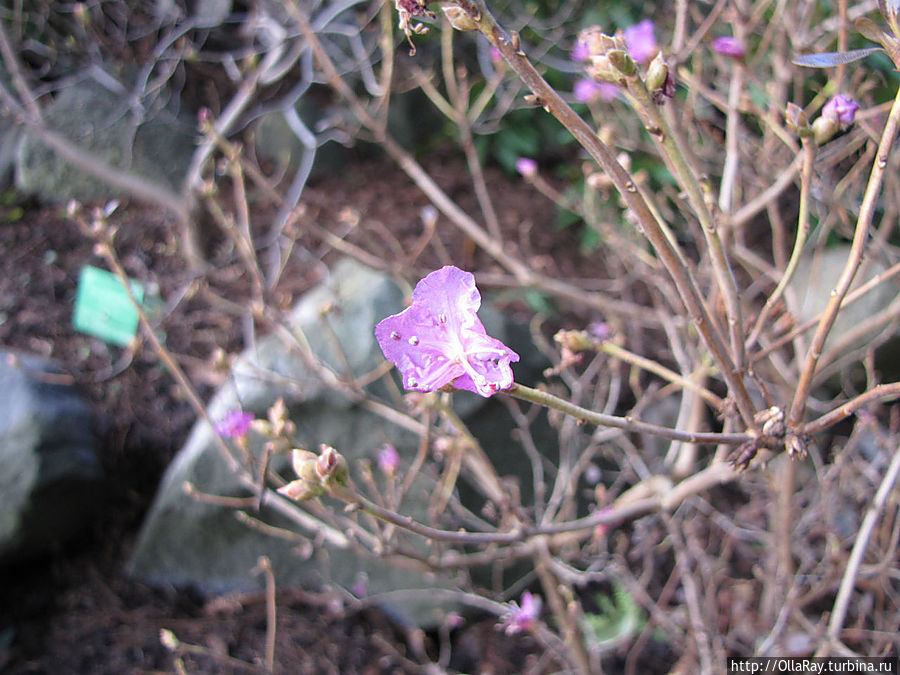 А вот Рододендрон заострённый  Аметистовый —  (Rhododendron mucronatum Amethystinum) цветёт в январе под открытым небом. Копенгаген, Дания