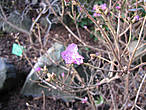 А вот Рододендрон заострённый  Аметистовый —  (Rhododendron mucronatum Amethystinum) цветёт в январе под открытым небом.