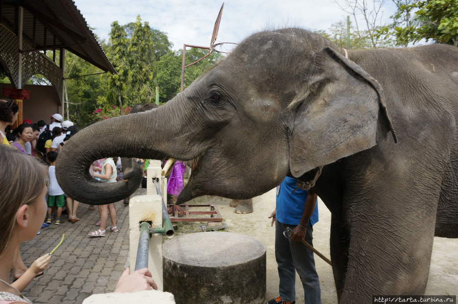 Свежий взгляд на зоопарк, или чем он запомнился особо Пхукет, Таиланд