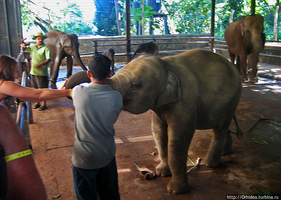 Millennium Elephant Foundation — приют для миленьких слонов Пиннавала, Шри-Ланка