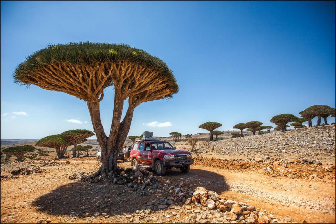 Драконовые деревья острова Сокотра Остров Сокотра, Йемен