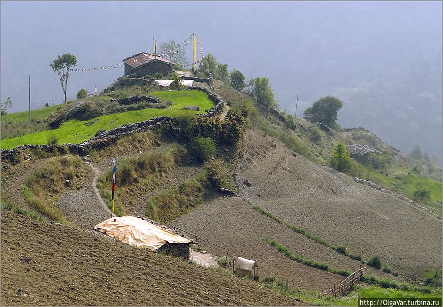 За курочкой, или мечты сбываются в Туло Сябру Лангтанг, Непал