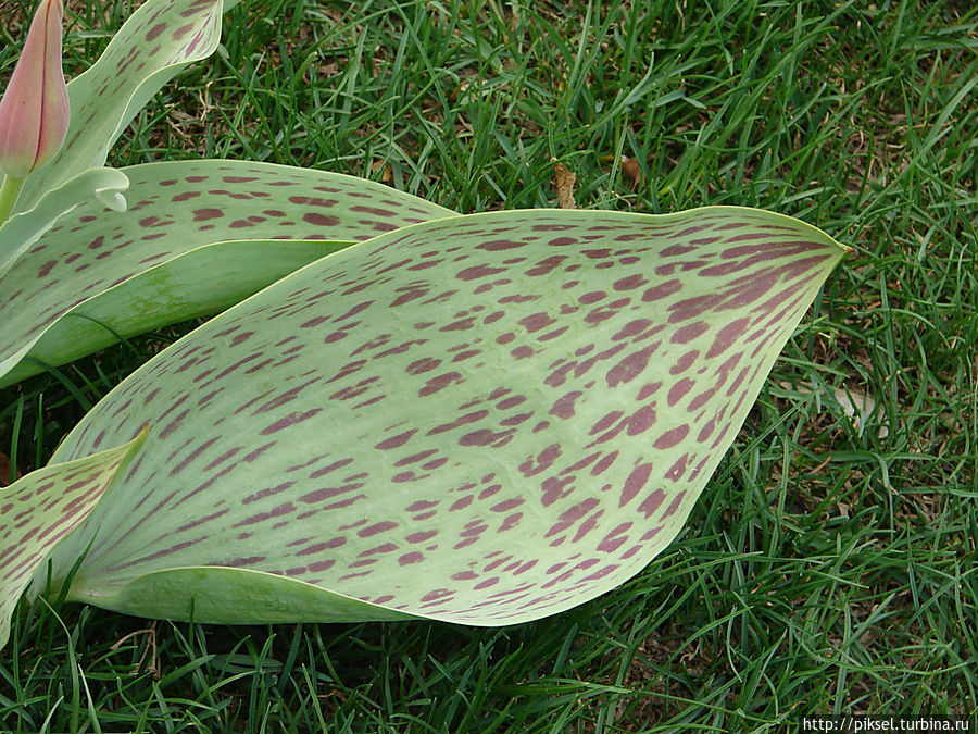 Весенняя феерия Певческого поля Киев, Украина Весенняя феерия Певческого поля Киев, Украина