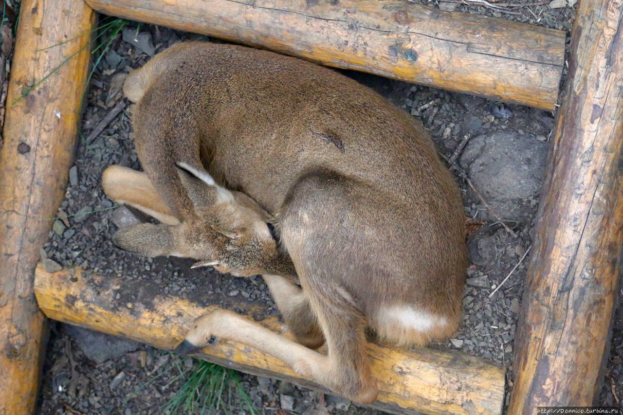 Опавший осенний лист пятном на спине леопарда… Земля Леопарда Национальный Парк, Россия Опавший осенний лист пятном на спине леопарда… Земля Леопарда Национальный Парк, Россия