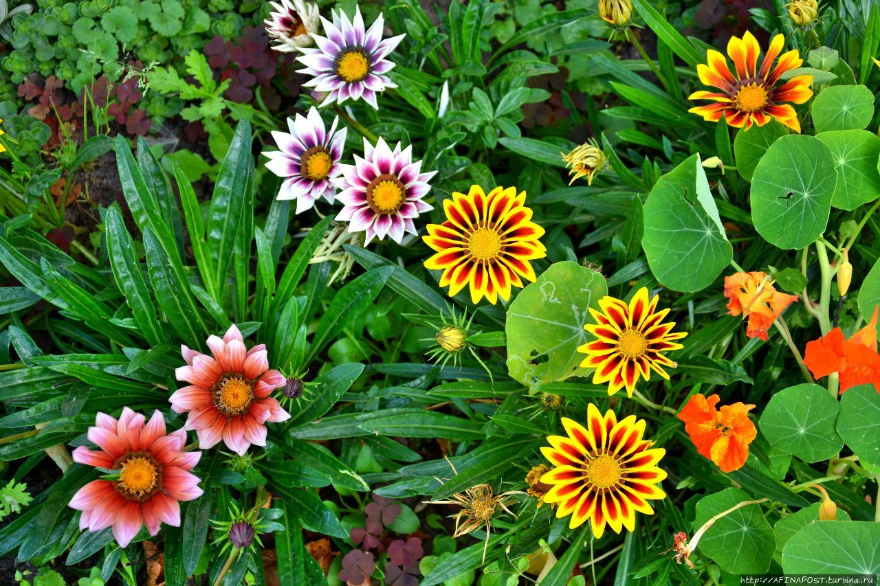 Лето. Поползень Москва, Россия Лето. Поползень Москва, Россия