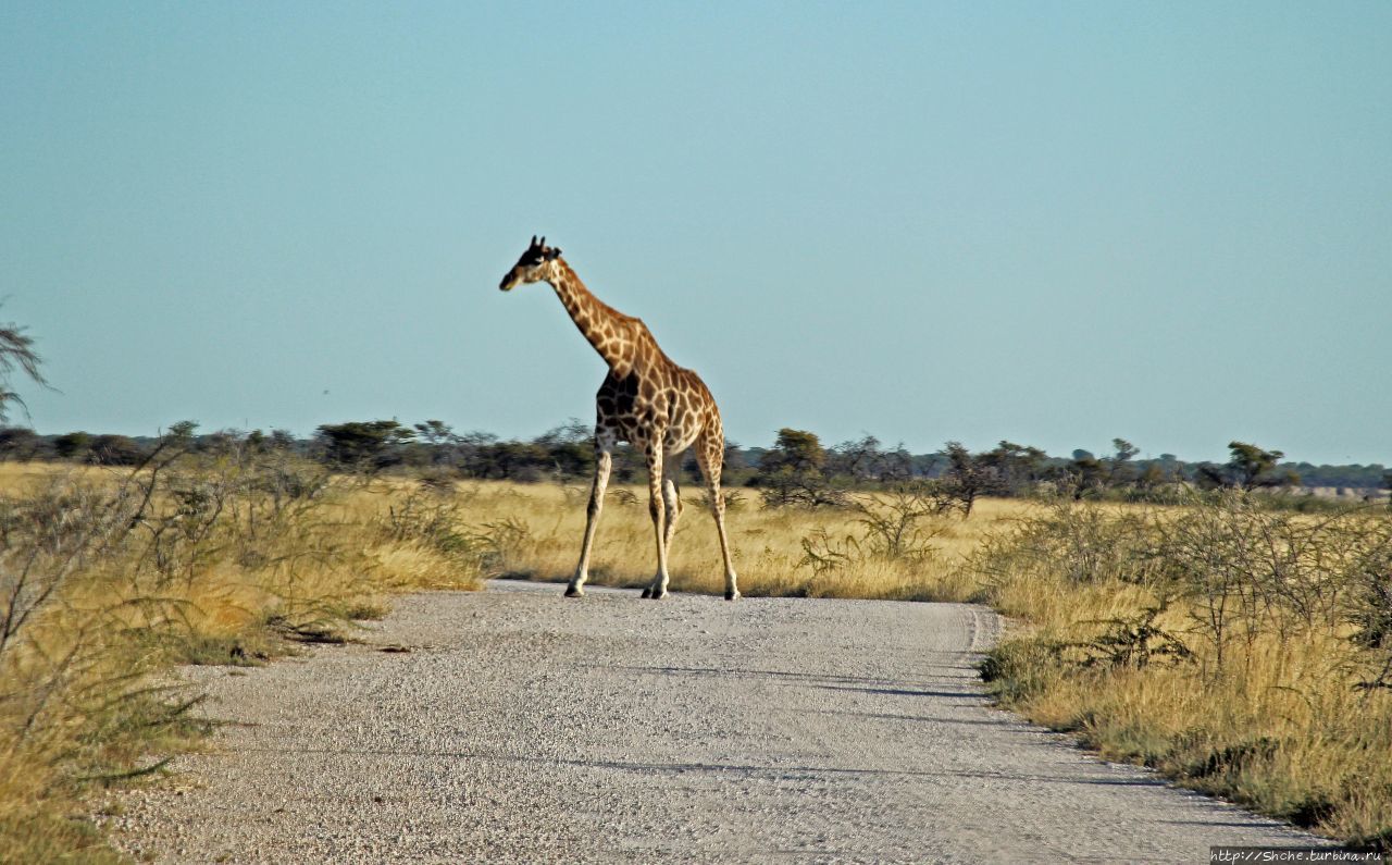 Въезд Намутони Этоша Национальный Парк, Намибия Въезд Намутони Этоша Национальный Парк, Намибия