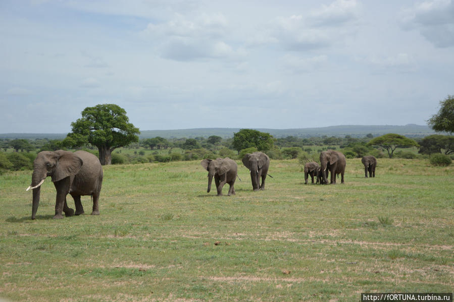 Сценки из жизни гигантов Тарангире Национальный Парк, Танзания