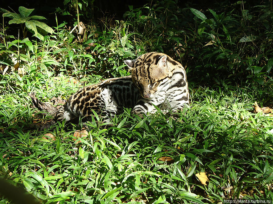Оцелоты. Их когда-то купили на черном рынке и держали дома. Но потом один их них взбесился и не пускал хозяйку в дом, и она выкинула обоих. Оцелоты. Их когда-то купили на черном рынке и держали дома. Но потом один их них взбесился и не пускал хозяйку в дом, и она выкинула обоих.