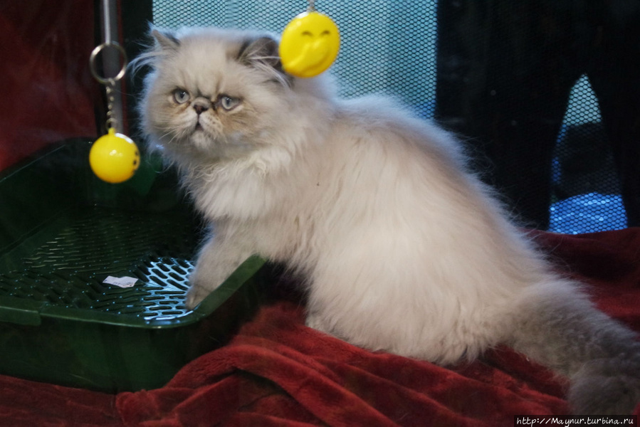 Самые любимые... Южно-Сахалинск, Россия Самые любимые... Южно-Сахалинск, Россия