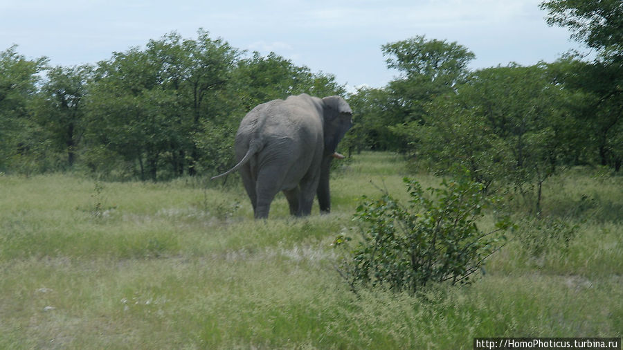 Слон, вид сзади:) Этоша Национальный Парк, Намибия