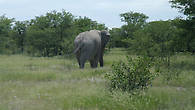 Слон, вид сзади:)
