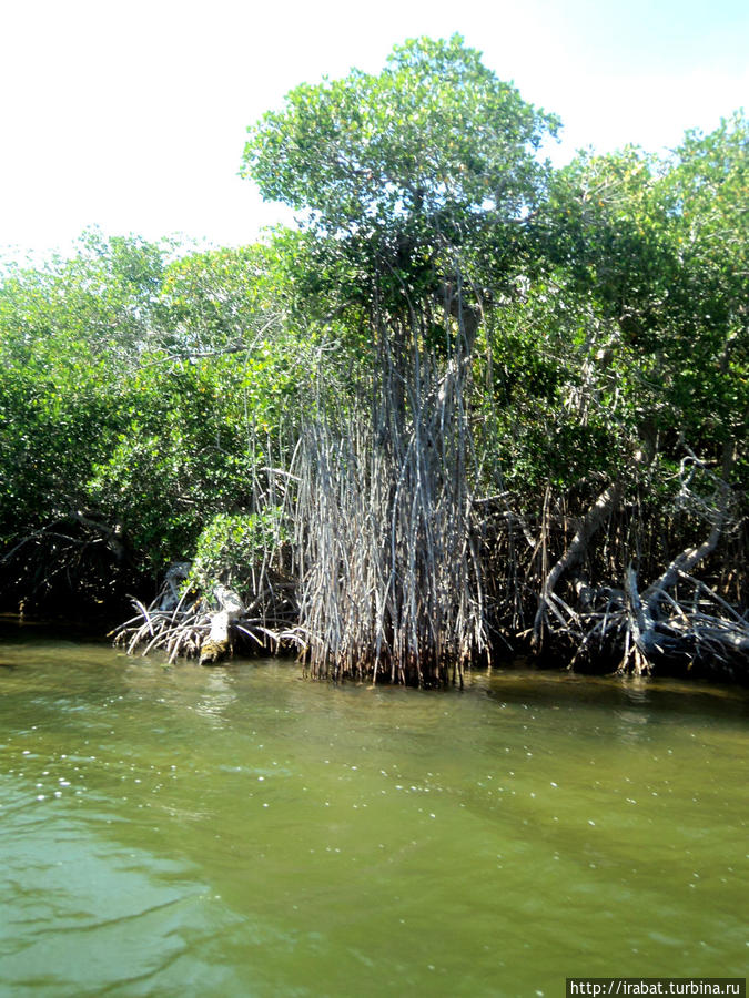 мангровые джунгли Штат Кинтана-Роо, Мексика
