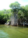 мангровые джунгли