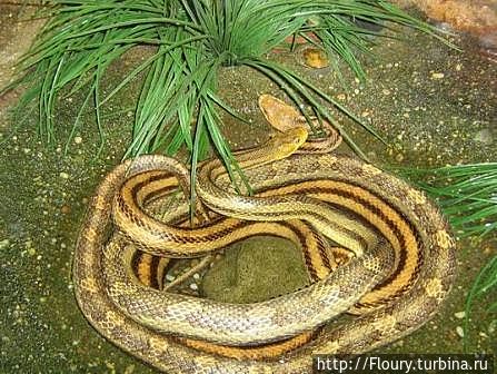 «Тропикарий-Океанарий» в ТЦ «Тропикарий-Океанарий» в ТЦ