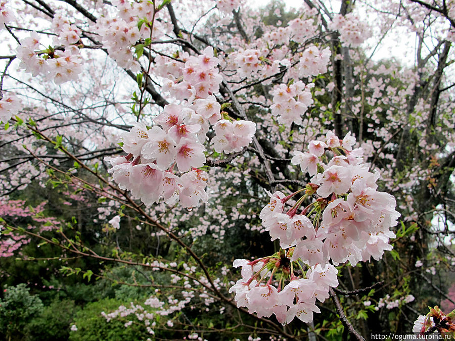 Просто цветущая сакура Оцу, Япония