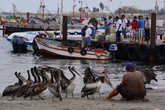 в Паракасе, откуда отходят кораблики на острова, пеликаны заполнили нишу бродячих собак