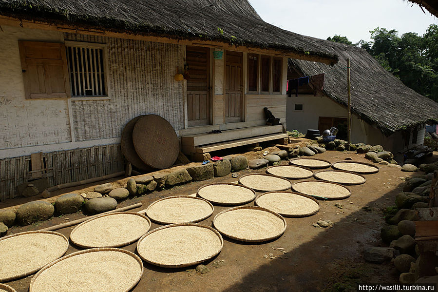 Заготовка риса в каждом дворе. Ява, Индонезия